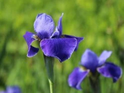 Bartlose Schwertlilie 'Silver Edge' -Günstiges Erd Seele Geschäft bartlose schwertlilie silver edge m059287 w 3