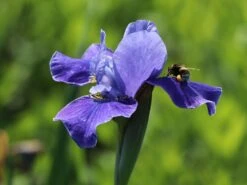 Bartlose Schwertlilie 'Silver Edge' -Günstiges Erd Seele Geschäft bartlose schwertlilie silver edge m059287 w 4