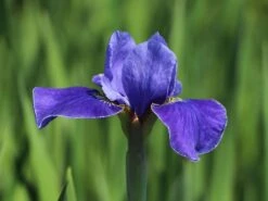 Bartlose Schwertlilie 'Silver Edge' -Günstiges Erd Seele Geschäft bartlose schwertlilie silver edge m059287 w 5