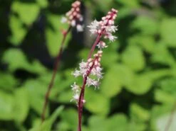 Bastard-Schaumblüte 'Brass Lantern' -Günstiges Erd Seele Geschäft bastard schaumbluete brass lantern m099395 w 0