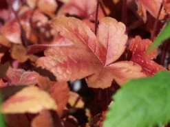 Bastard-Schaumblüte 'Brass Lantern' -Günstiges Erd Seele Geschäft bastard schaumbluete brass lantern m099395 w 1