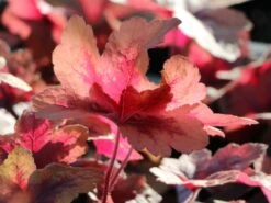 Bastard-Schaumblüte 'Brass Lantern' -Günstiges Erd Seele Geschäft bastard schaumbluete brass lantern m099395 w 10