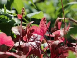 Bastard-Schaumblüte 'Brass Lantern' -Günstiges Erd Seele Geschäft bastard schaumbluete brass lantern m099395 w 2