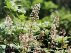 Bastard-Schaumblüte 'Brass Lantern' -Günstiges Erd Seele Geschäft bastard schaumbluete brass lantern m099395 w 5