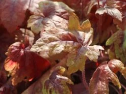 Bastard-Schaumblüte 'Brass Lantern' -Günstiges Erd Seele Geschäft bastard schaumbluete brass lantern m099395 w 6