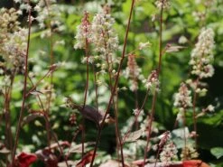 Bastard-Schaumblüte 'Brass Lantern' -Günstiges Erd Seele Geschäft bastard schaumbluete brass lantern m099395 w 7