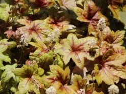 Bastard-Schaumblüte 'Brass Lantern' -Günstiges Erd Seele Geschäft bastard schaumbluete brass lantern m099395 w 8