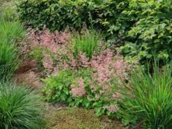 Bastard-Schaumblüte 'Bridget Bloom'