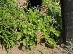 Bastard-Schaumblüte 'Bridget Bloom' -Günstiges Erd Seele Geschäft bastard schaumbluete bridget bloom m080552 w 1