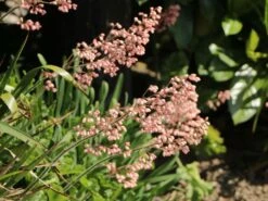 Bastard-Schaumblüte 'Bridget Bloom' -Günstiges Erd Seele Geschäft bastard schaumbluete bridget bloom m080552 w 2