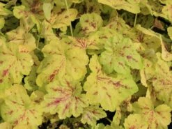 Bastard-Schaumblüte 'Solar Power'