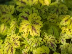 Bastard-Schaumblüte 'Solar Power' -Günstiges Erd Seele Geschäft bastard schaumbluete solar power m058934 w 0