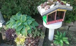 Bastard-Schaumblüte 'Viking Ship' 23 Bastard-Schaumblüte 'Viking Ship' -Günstiges Erd Seele Geschäft bastard schaumbluete viking ship m058936 470470 0