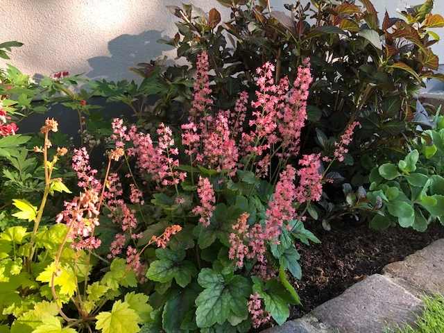 Bastard-Schaumblüte 'Viking Ship' 12 Bastard-Schaumblüte 'Viking Ship' – Bild 10