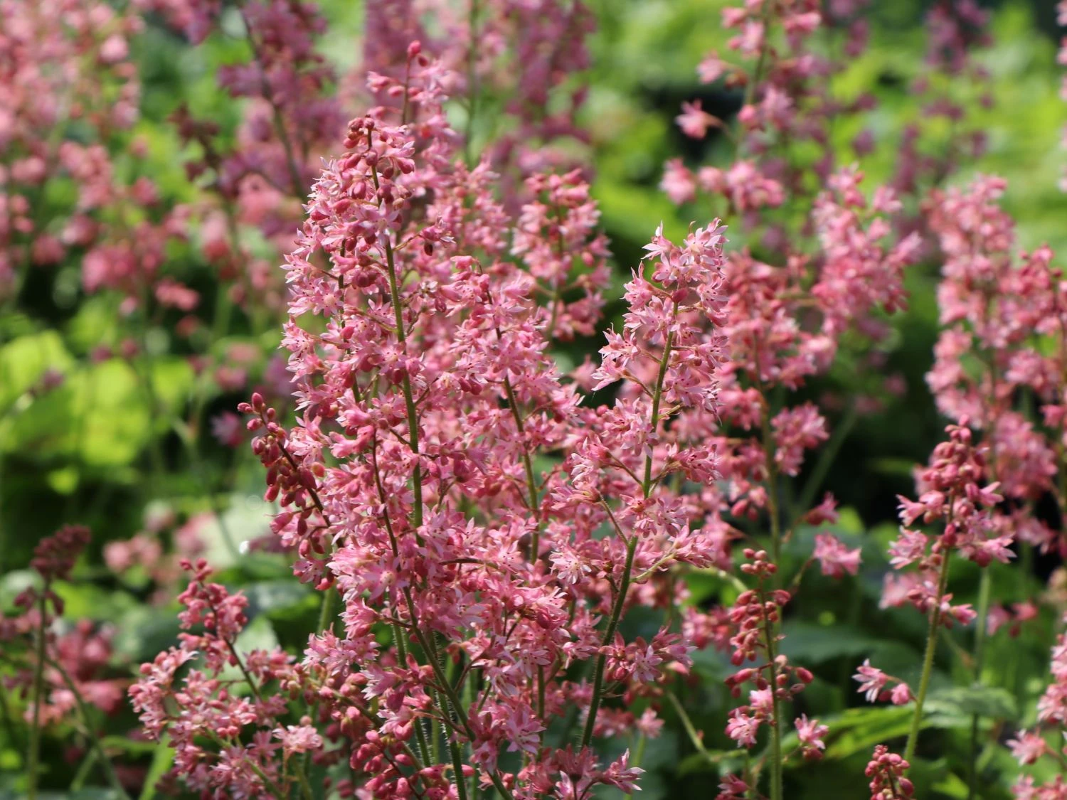 Bastard-Schaumblüte 'Viking Ship' 3 Bastard-Schaumblüte 'Viking Ship'