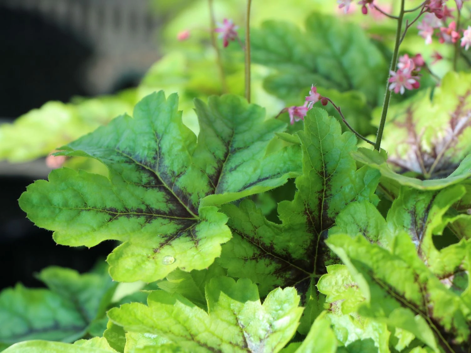Bastard-Schaumblüte 'Viking Ship' 11 Bastard-Schaumblüte 'Viking Ship' – Bild 9