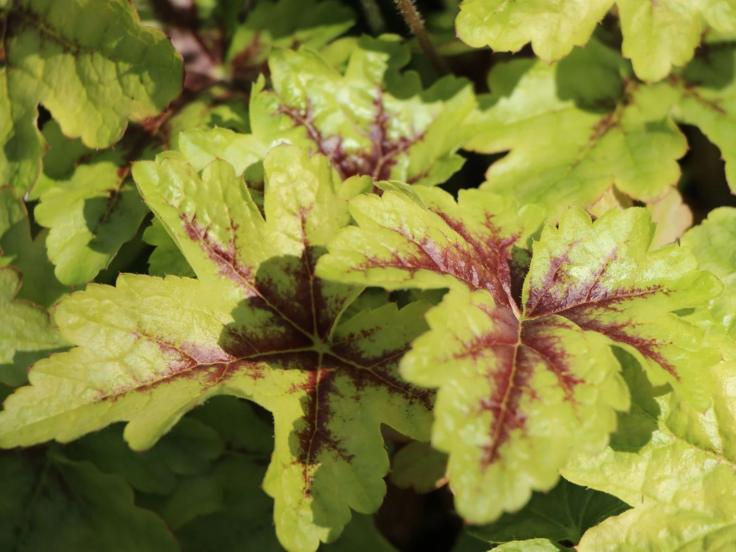 Bastard-Schaumblüte 'Viking Ship' 4 Bastard-Schaumblüte 'Viking Ship' – Bild 2