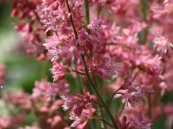 Bastard-Schaumblüte 'Viking Ship' 17 Bastard-Schaumblüte 'Viking Ship' -Günstiges Erd Seele Geschäft bastard schaumbluete viking ship m058936 w 2