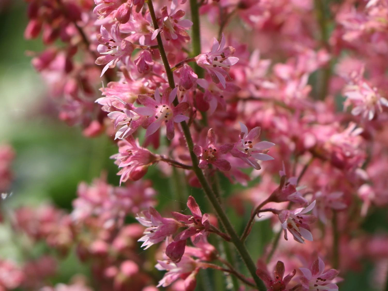 Bastard-Schaumblüte 'Viking Ship' 7 Bastard-Schaumblüte 'Viking Ship' – Bild 5