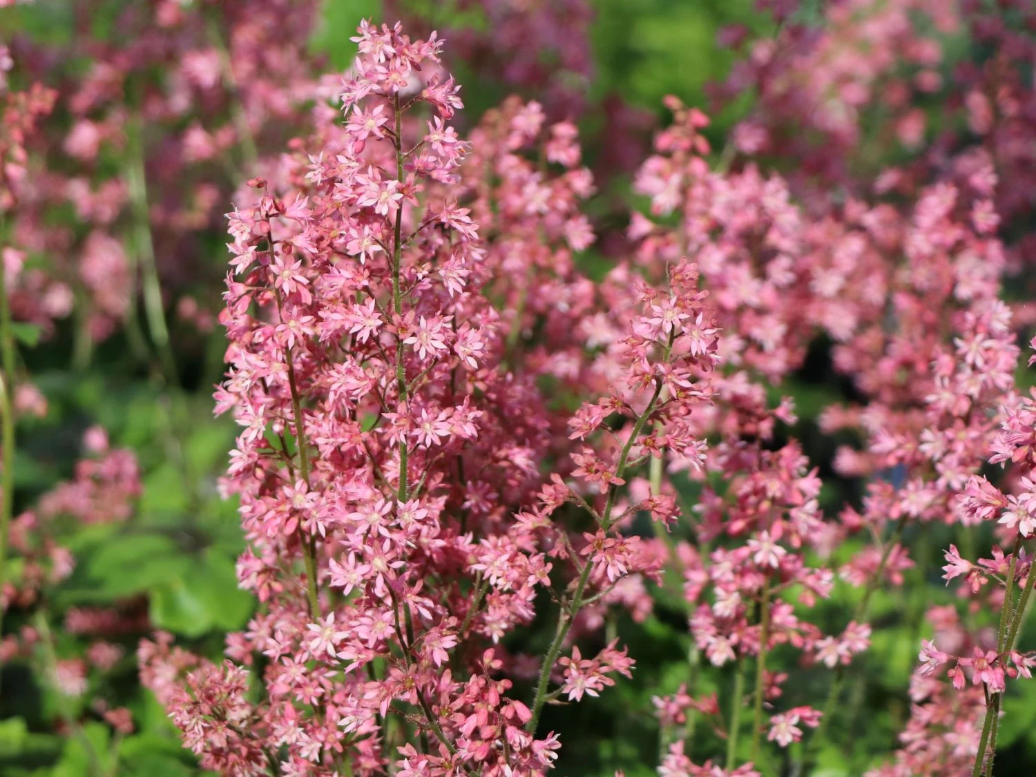Bastard-Schaumblüte 'Viking Ship' 5 Bastard-Schaumblüte 'Viking Ship' – Bild 3