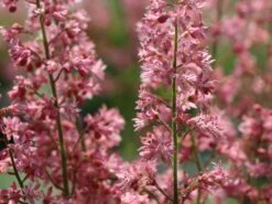 Bastard-Schaumblüte 'Viking Ship' 20 Bastard-Schaumblüte 'Viking Ship' -Günstiges Erd Seele Geschäft bastard schaumbluete viking ship m058936 w 4