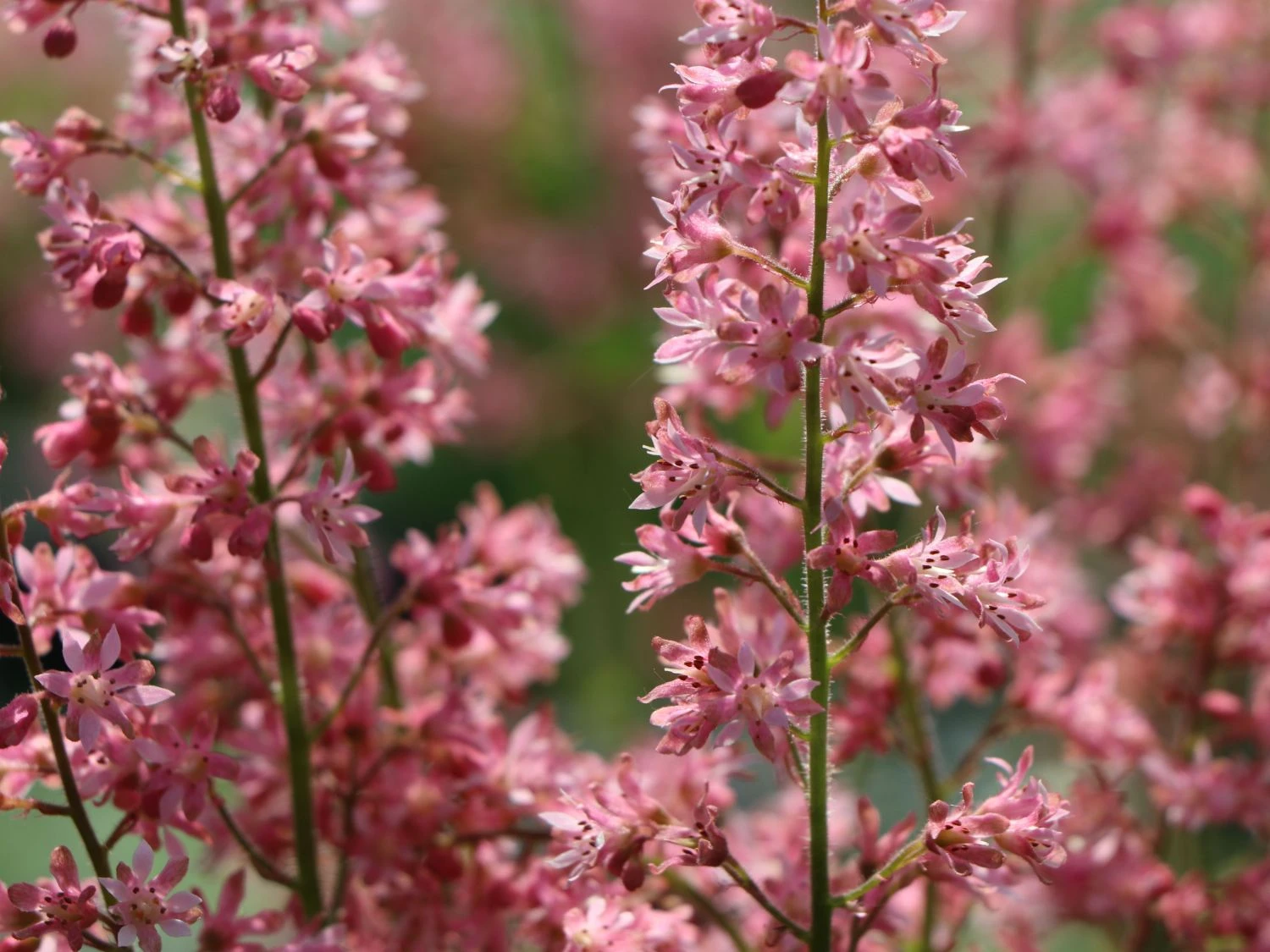 Bastard-Schaumblüte 'Viking Ship' 10 Bastard-Schaumblüte 'Viking Ship' – Bild 8