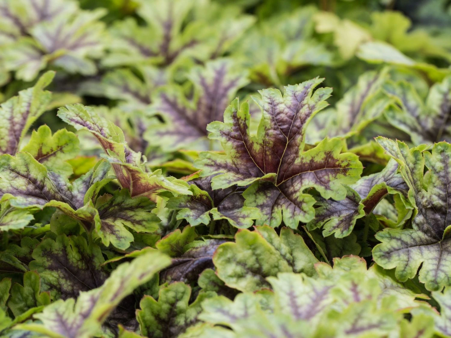 Bastard-Schaumblüte 'Viking Ship' 8 Bastard-Schaumblüte 'Viking Ship' – Bild 6
