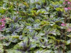 Bastard-Schaumblüte 'Viking Ship' 19 Bastard-Schaumblüte 'Viking Ship' -Günstiges Erd Seele Geschäft bastard schaumbluete viking ship m058936 w 6