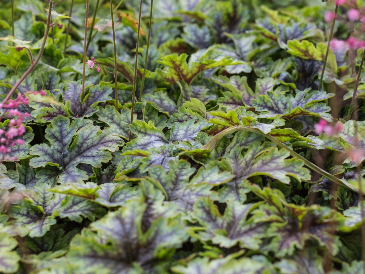 Bastard-Schaumblüte 'Viking Ship' 9 Bastard-Schaumblüte 'Viking Ship' – Bild 7