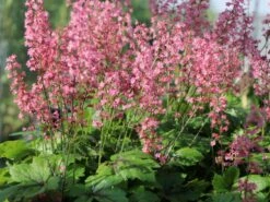 Bastard-Schaumblüte 'Viking Ship' 16 Bastard-Schaumblüte 'Viking Ship' -Günstiges Erd Seele Geschäft bastard schaumbluete viking ship m058936 w 7