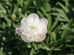 Bauerngarten-Pfingstrose 'Alba Plena' -Günstiges Erd Seele Geschäft bauerngarten pfingstrose alba plena m075382 w 0