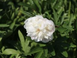 Bauerngarten-Pfingstrose 'Alba Plena' -Günstiges Erd Seele Geschäft bauerngarten pfingstrose alba plena m075382 w 1