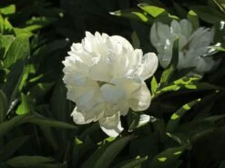 Bauerngarten-Pfingstrose 'Alba Plena' -Günstiges Erd Seele Geschäft bauerngarten pfingstrose alba plena m075382 w 2