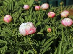 Bauerngarten-Pfingstrose 'Alba Plena' -Günstiges Erd Seele Geschäft bauerngarten pfingstrose alba plena m075382 w 4