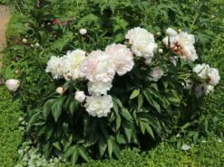 Bauerngarten-Pfingstrose 'Alba Plena' -Günstiges Erd Seele Geschäft bauerngarten pfingstrose alba plena m075382 w 5