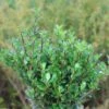 Berg-Ilex 'Robustico' ® -Günstiges Erd Seele Geschäft berg ilex robustico m123347 h 0