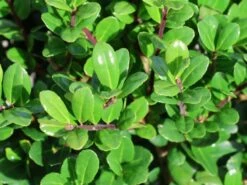 Berg-Ilex 'Robustico' ® -Günstiges Erd Seele Geschäft berg ilex robustico m123347 w 0