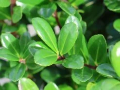 Berg-Ilex 'Robustico' ® -Günstiges Erd Seele Geschäft berg ilex robustico m123347 w 1