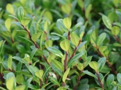 Berg-Ilex 'Robustico' ® -Günstiges Erd Seele Geschäft berg ilex robustico m123347 w 2