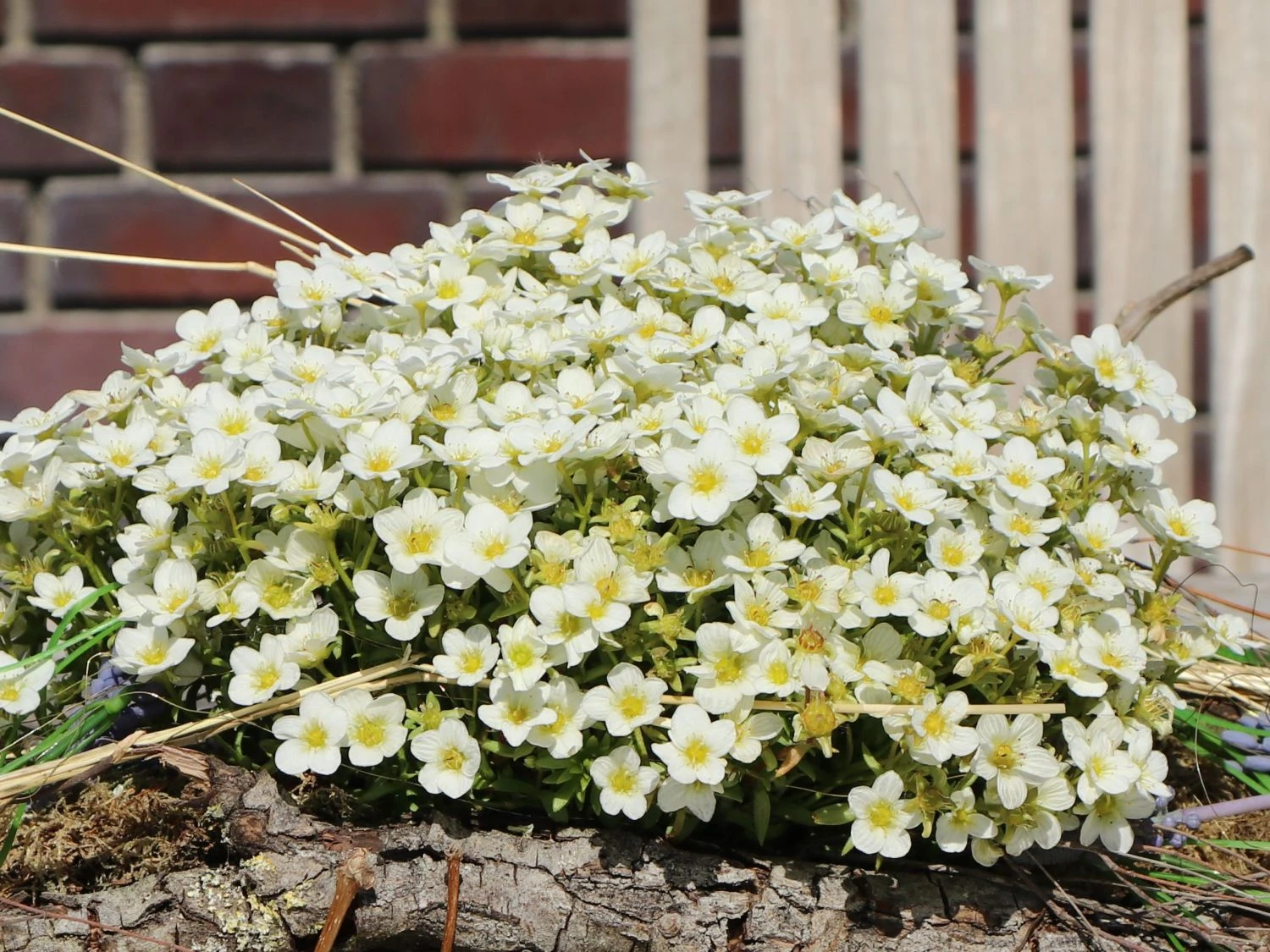 Berg-Sandkraut 14 Berg-Sandkraut – Bild 12