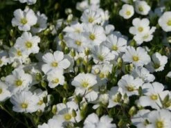 Berg-Sandkraut 17 Berg-Sandkraut -Günstiges Erd Seele Geschäft berg sandkraut m012343 w 1