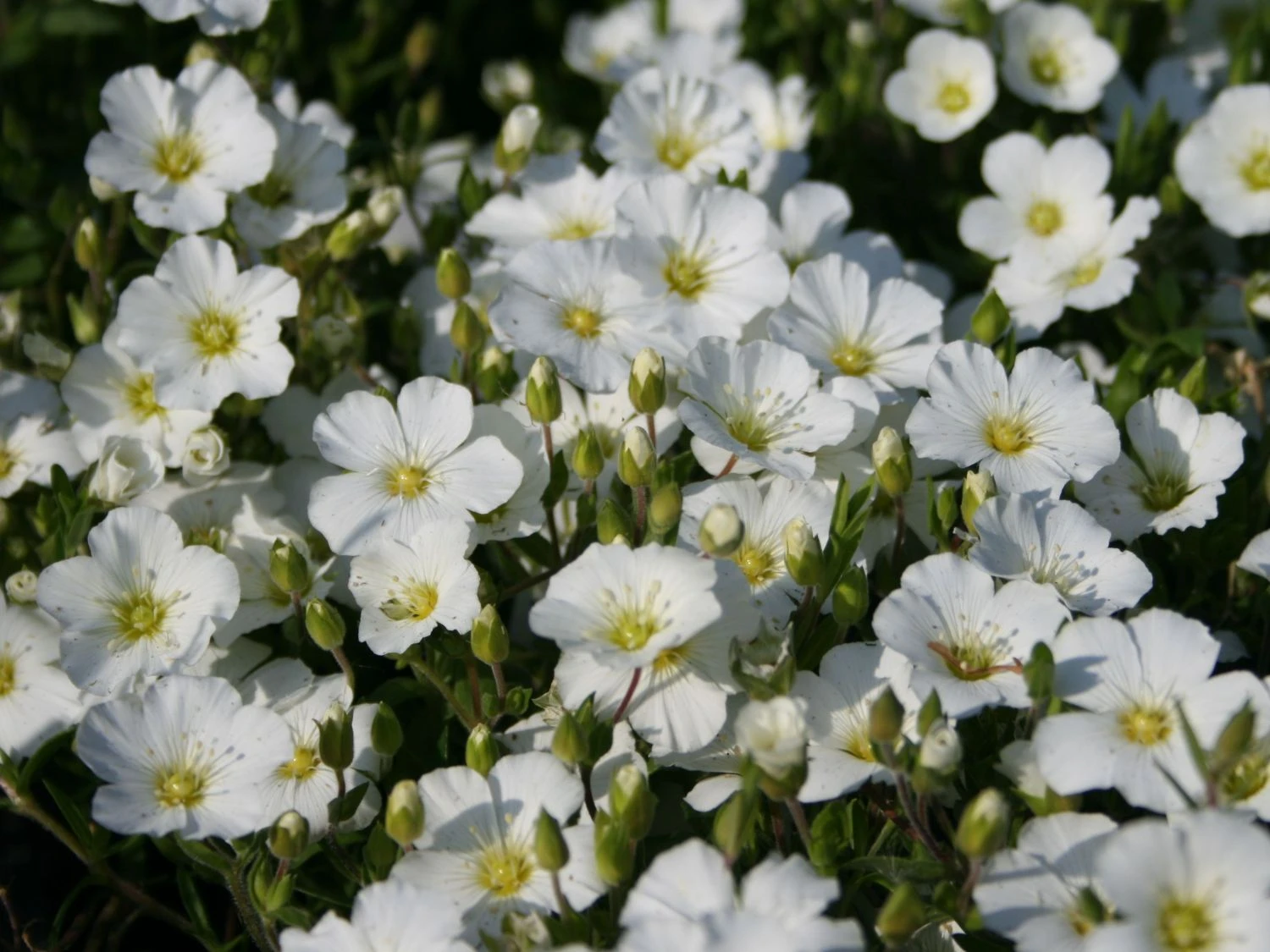 Berg-Sandkraut 6 Berg-Sandkraut – Bild 4