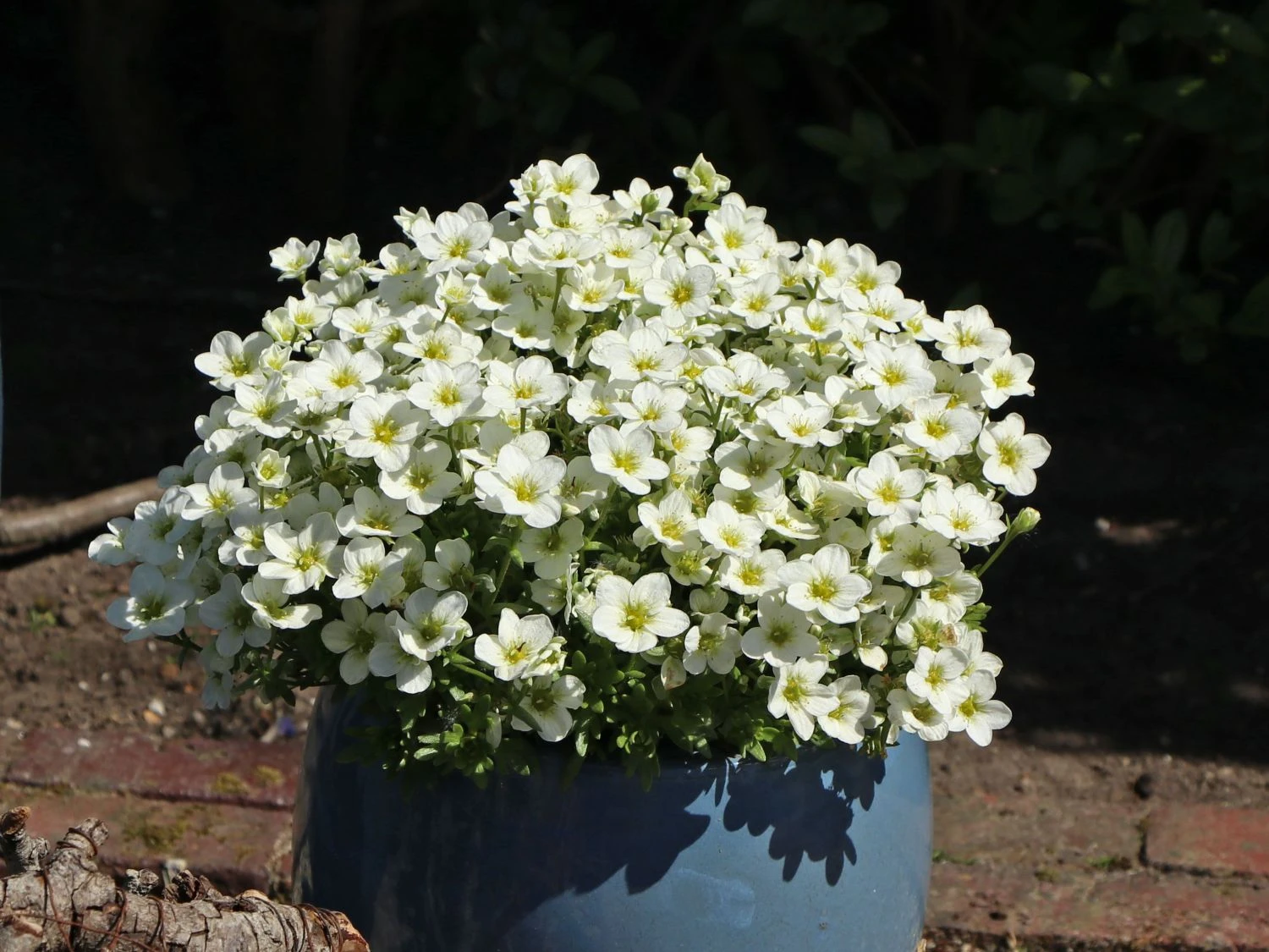 Berg-Sandkraut 5 Berg-Sandkraut – Bild 3