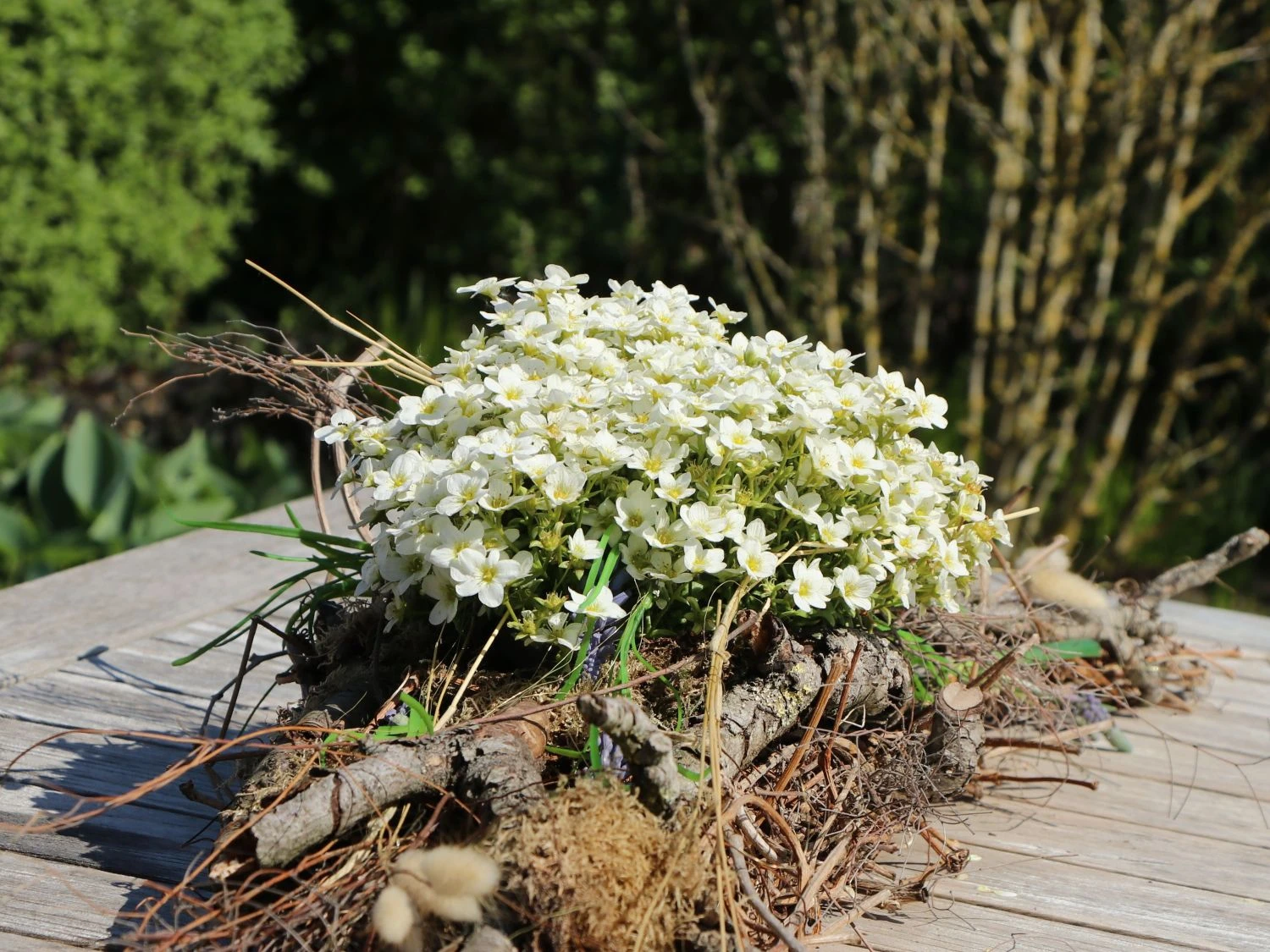 Berg-Sandkraut 4 Berg-Sandkraut – Bild 2