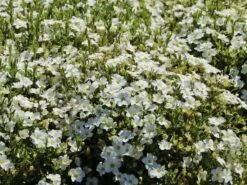 Berg-Sandkraut 21 Berg-Sandkraut -Günstiges Erd Seele Geschäft berg sandkraut m012343 w 3