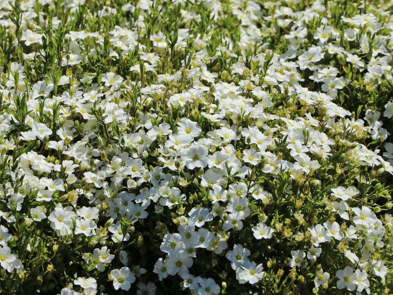 Berg-Sandkraut 10 Berg-Sandkraut – Bild 8