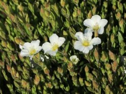 Berg-Sandkraut 22 Berg-Sandkraut -Günstiges Erd Seele Geschäft berg sandkraut m012343 w 4