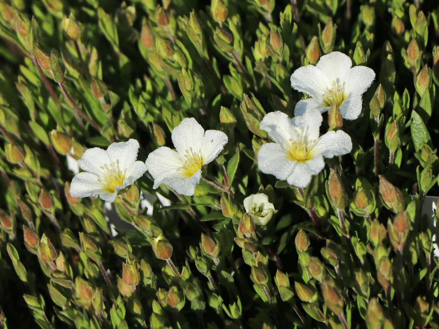 Berg-Sandkraut 11 Berg-Sandkraut – Bild 9