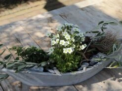 Berg-Sandkraut 18 Berg-Sandkraut -Günstiges Erd Seele Geschäft berg sandkraut m012343 w 5