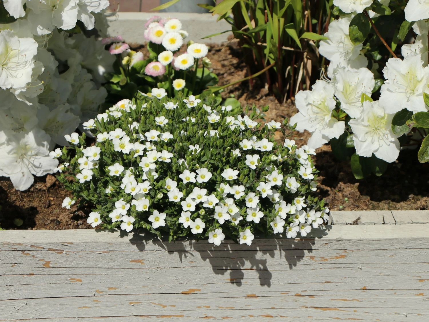 Berg-Sandkraut 12 Berg-Sandkraut – Bild 10